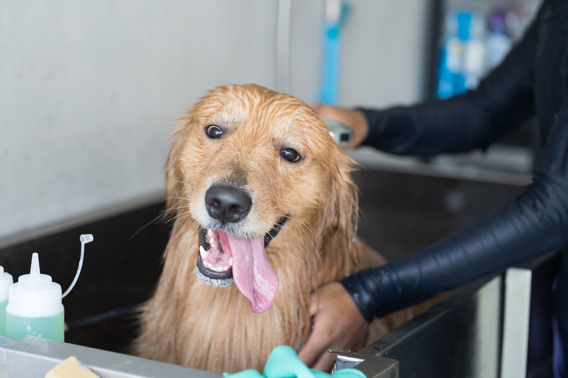 Golden retriever getting bath at grooming salon