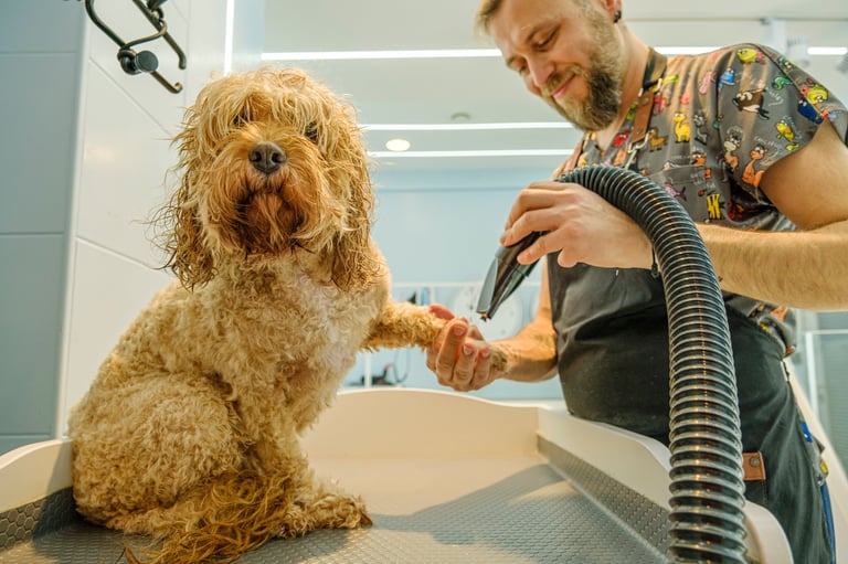 Cockapoo being groomed
