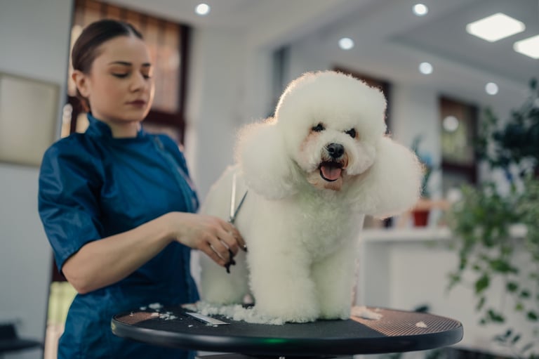 Professional groomer trimming dog fur