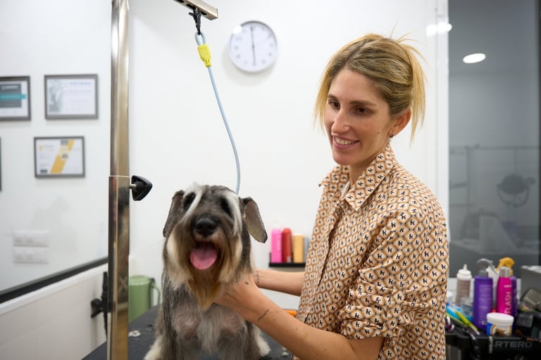 Professional groomer caring for a happy schnauzer
