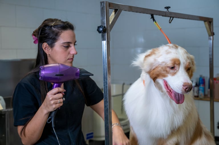 Groomer blow-drying Australian Shepherd