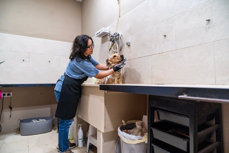 Professional groomer washing a dog