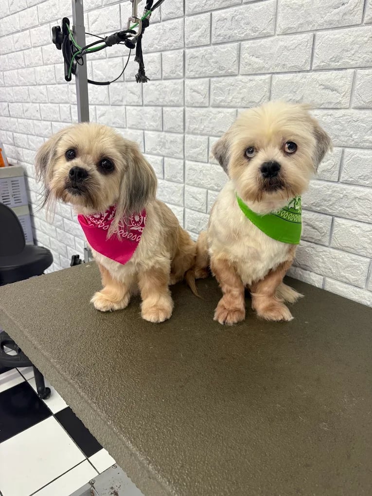 Two small fluffy dogs wearing pink and green bandanas sitting on a grooming table against a white brick wall