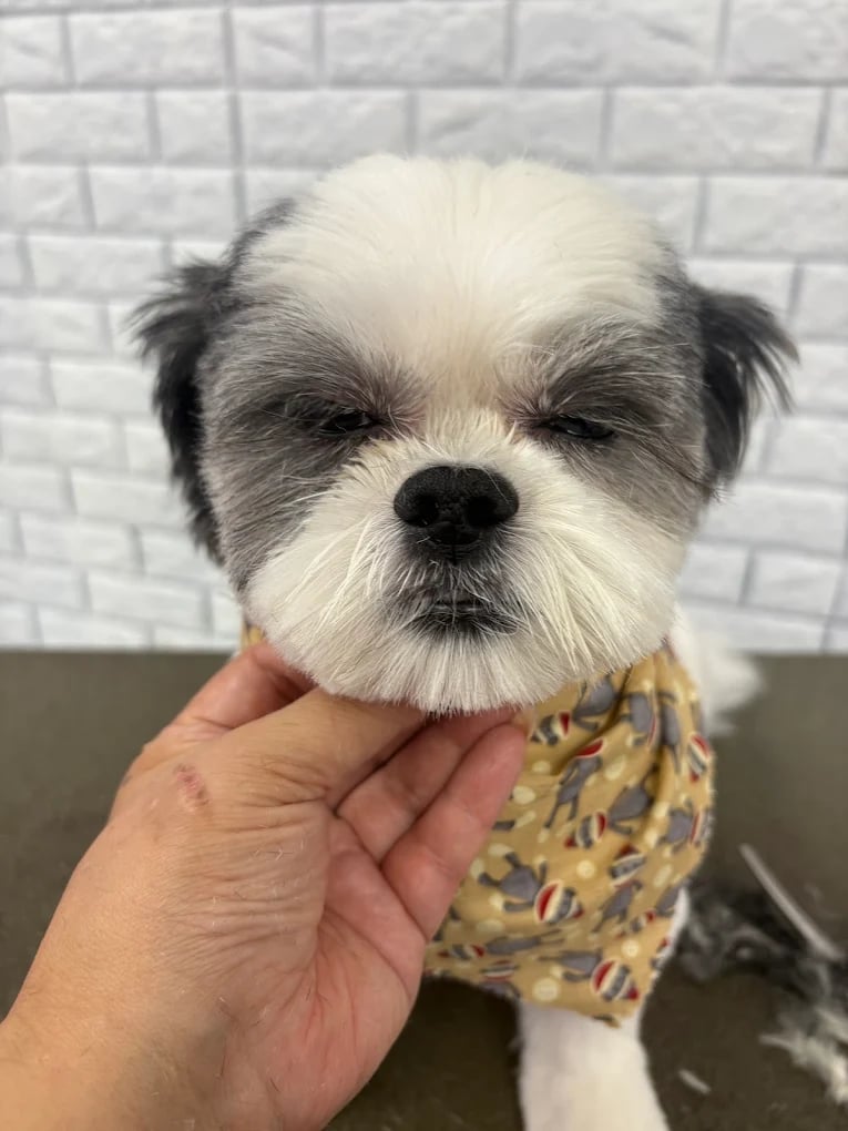 Small white and black dog with fluffy coat held in a persons hand against a brick wall background
