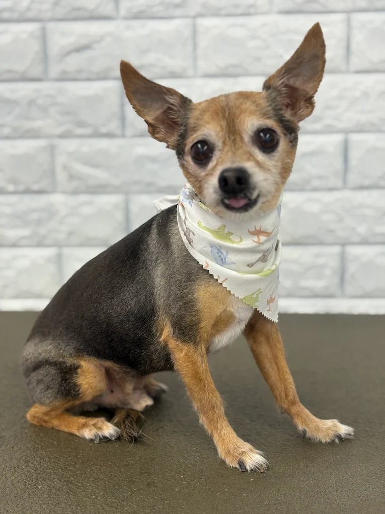 Small tan and black Chihuahua wearing a white bandana sits on a gray surface against a white brick background