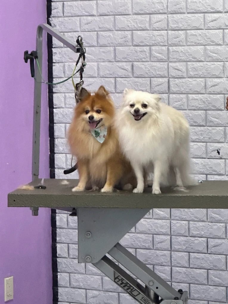 Two small fluffy dogs, one tan and one white, sitting together on a grooming platform against a brick wall