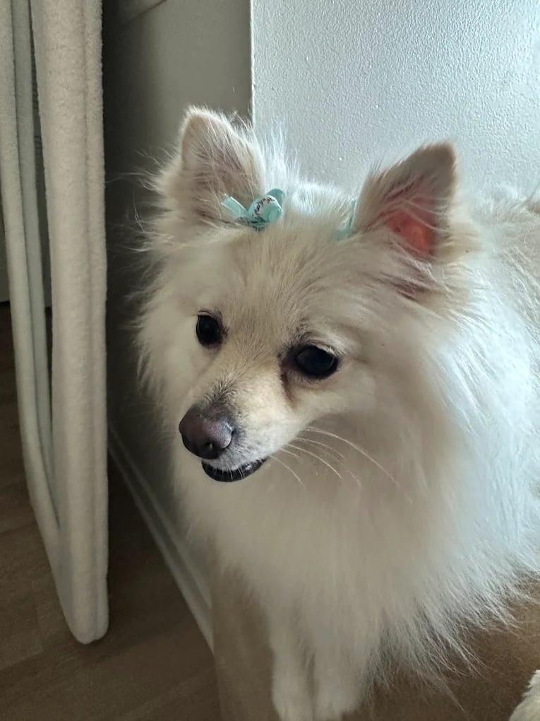 White fluffy dog wearing a blue bow clip on head, smiling at camera indoors