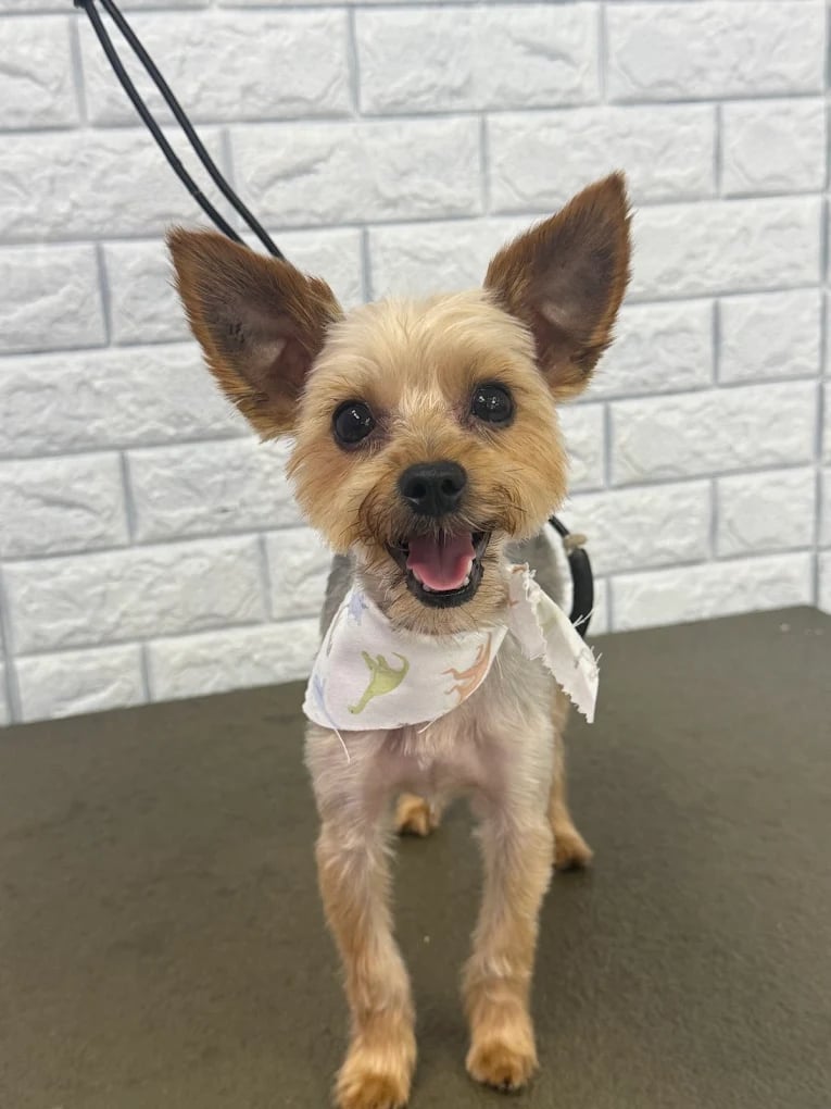 Happy tan and white dog with pointed ears on a leash, wearing a bandana, smiling at the camera against a white brick wall