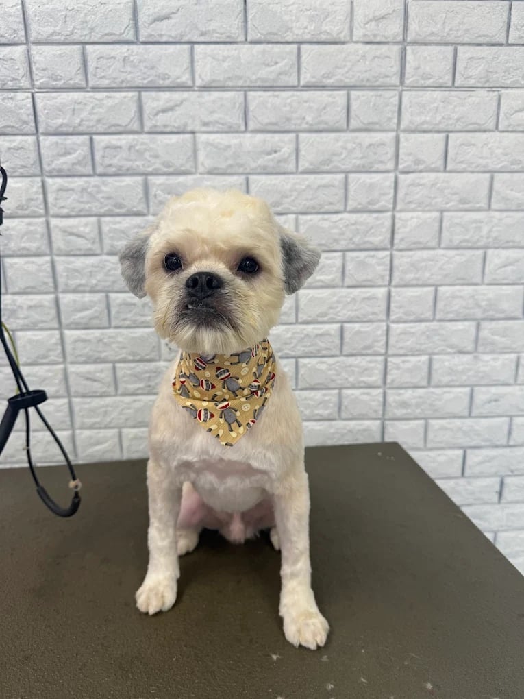 Cream-colored small dog wearing a gold patterned bandana, sitting on a dark table against a white brick wall